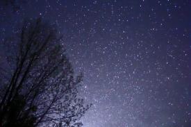 A tree backlit by a starry night sky.